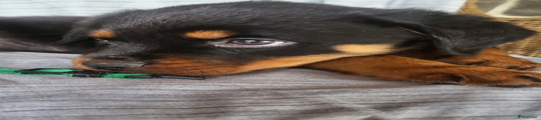 Rottweiler Puppy 1 - green - Male