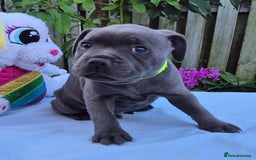 Staffordshire Bull Terrier dogs for sale: Exceptional blue Staffordshire Bull Terrier 🐾💛 - Image 3