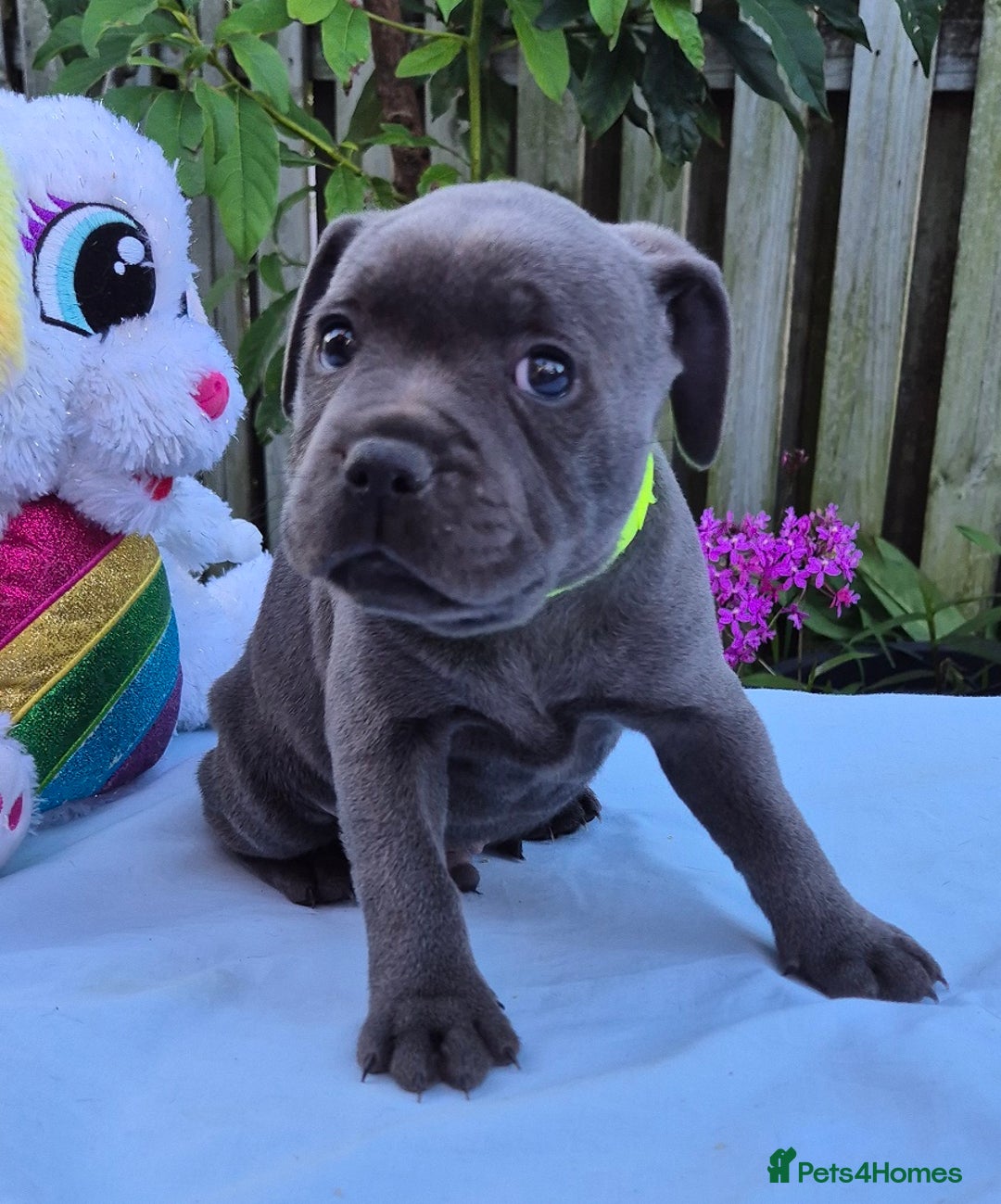 Staffordshire Bull Terrier dogs for sale: Exceptional blue Staffordshire Bull Terrier 🐾💛 - Image 3