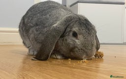 Mixed Breed rabbits for sale: 2 bonded female rabbits for rehoming  - Image 2