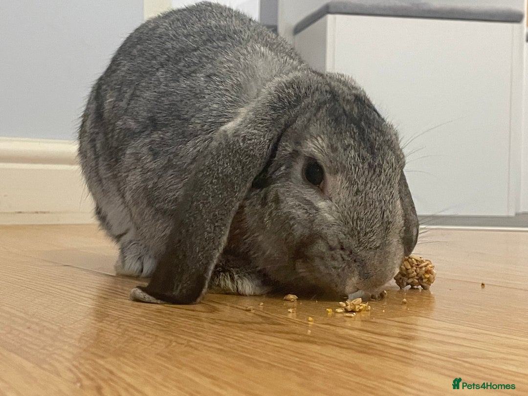Mixed Breed rabbits for sale: 2 bonded female rabbits for rehoming  - Image 2