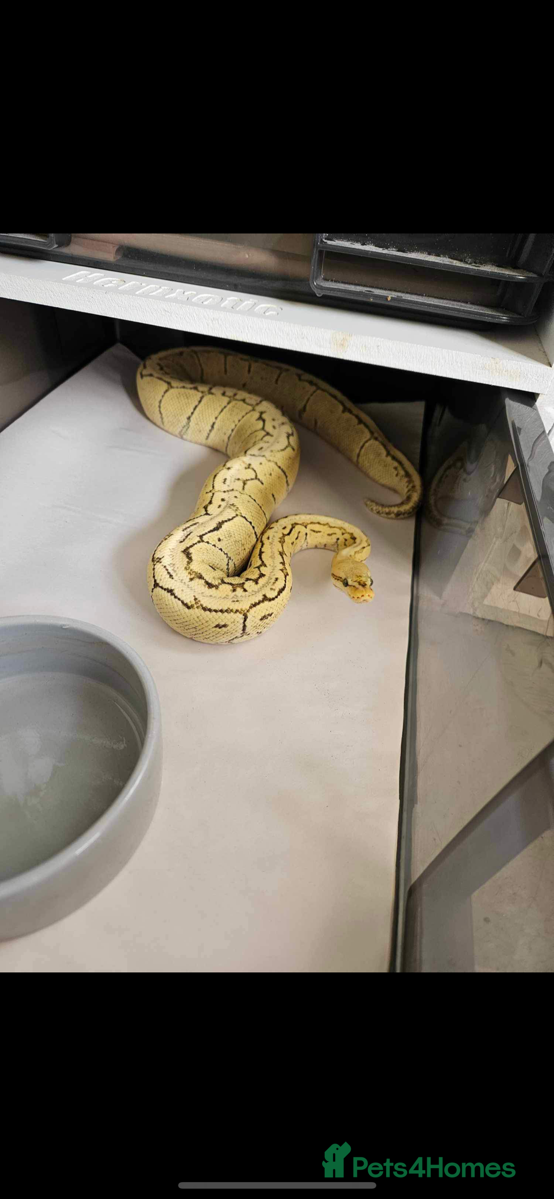 Python Snake reptiles for sale: Ball python group and snake rack setups  - Advert 1