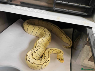 Python Snake reptiles Ball python group and snake rack setups - Advert 1