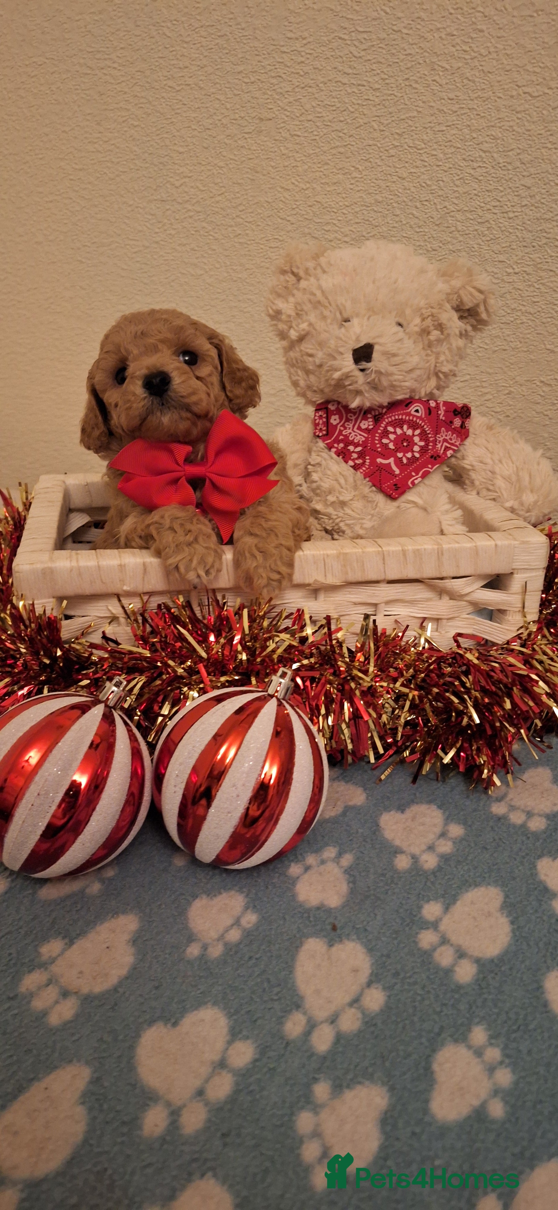 Cavapoochon dogs Gorgeous DNA tested Cavapoochon pups - Advert 1