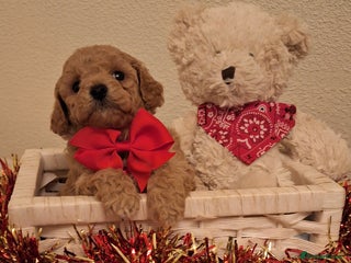 Cavapoochon dogs Gorgeous DNA tested Cavapoochon pups - Advert 1