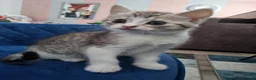 American Shorthair cats for sale: Lovely and gorgeous kittens!❤️🥰 - Advert 17