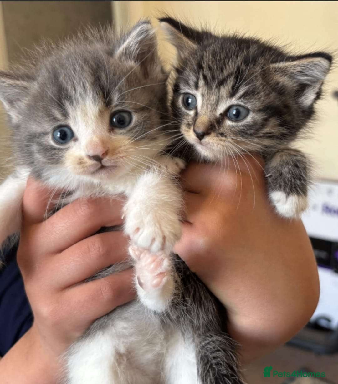 Mixed Breed cats for sale: Mixed ragdoll kittens  - Image 8