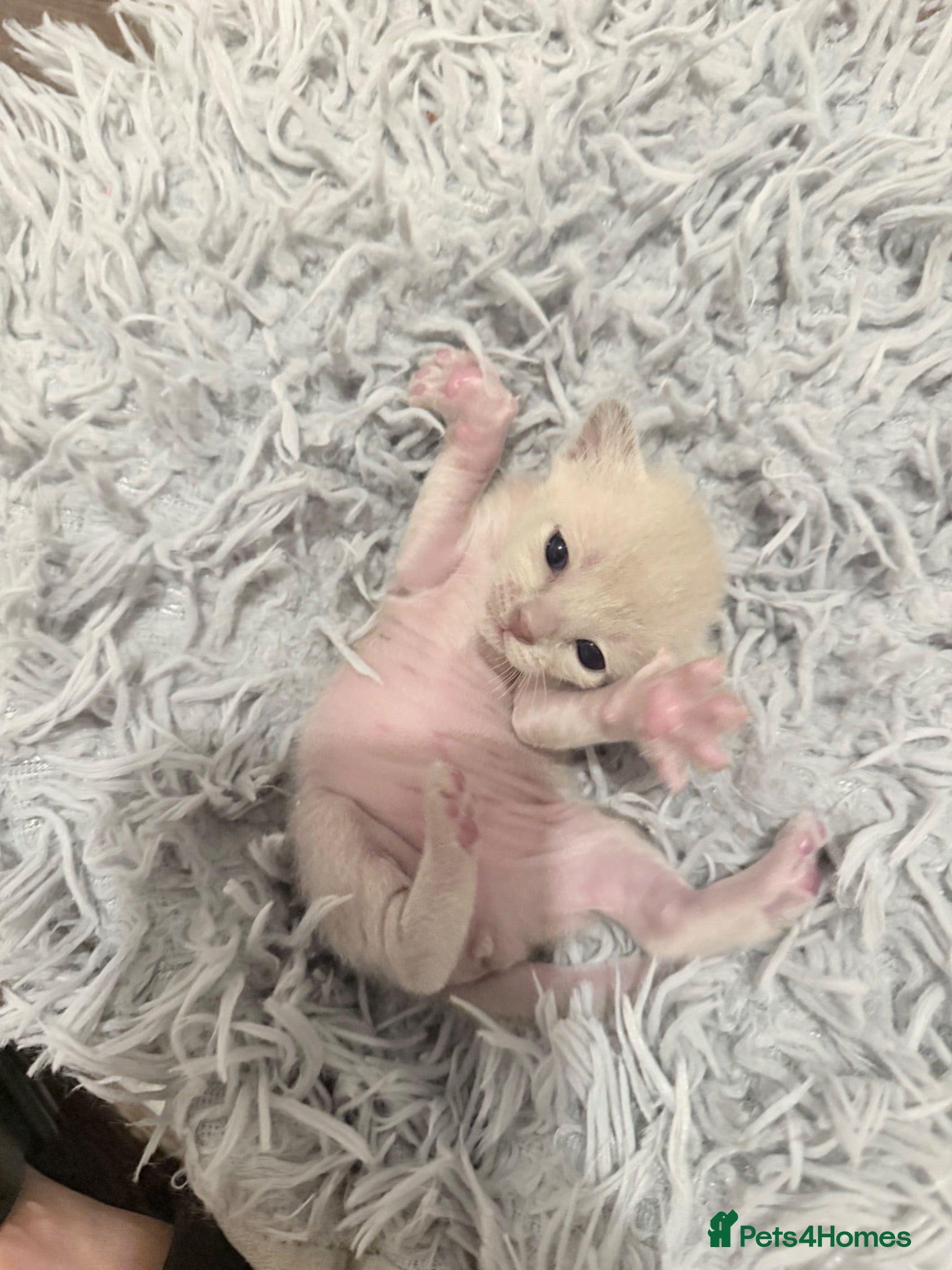 Burmese cats GCCF registered - Home Raised Burmese Kittens - Advert 1