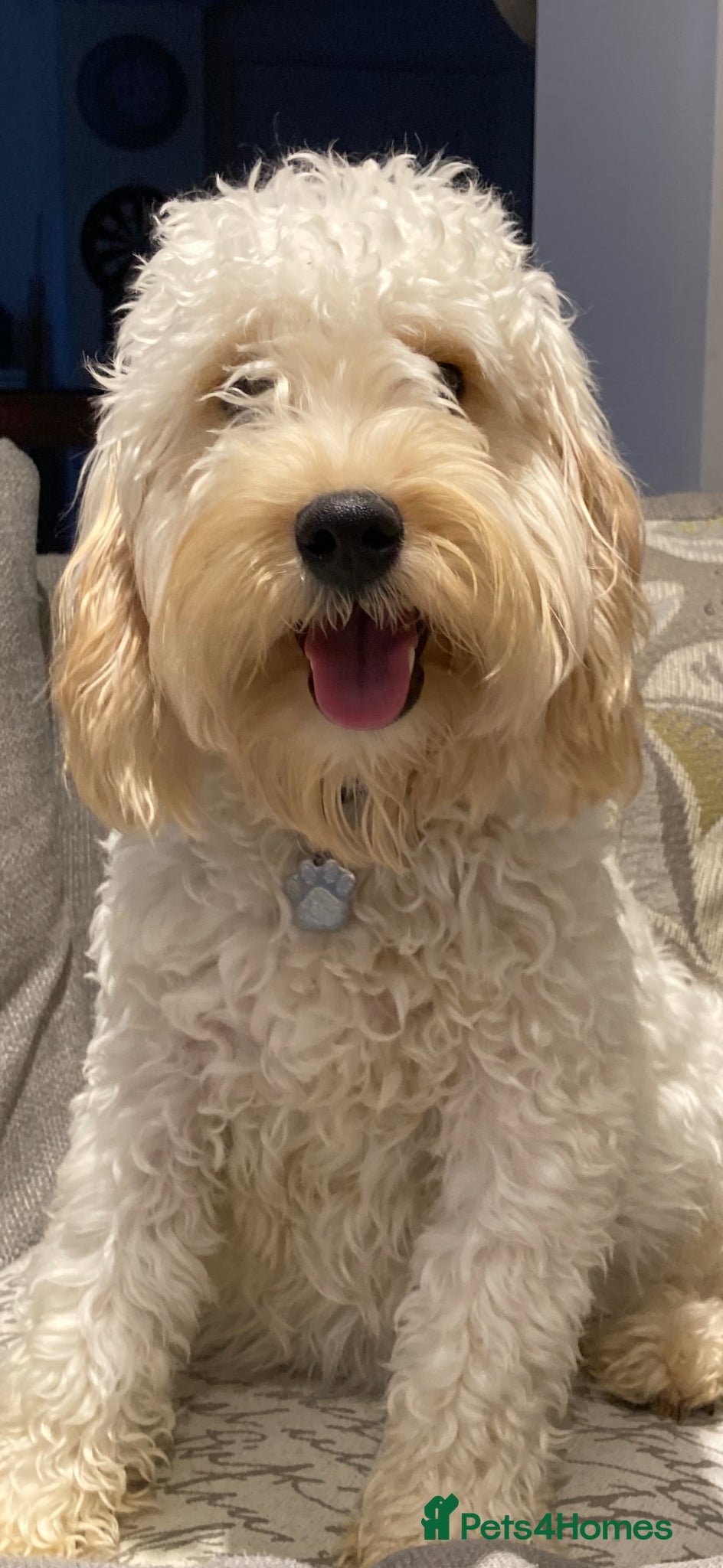 Mini Goldendoodle dogs Gorgeous Mini Goldendoodle apricot girl  - Advert 1