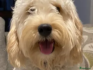 Mini Goldendoodle dogs Gorgeous Mini Goldendoodle apricot girl - Advert 13