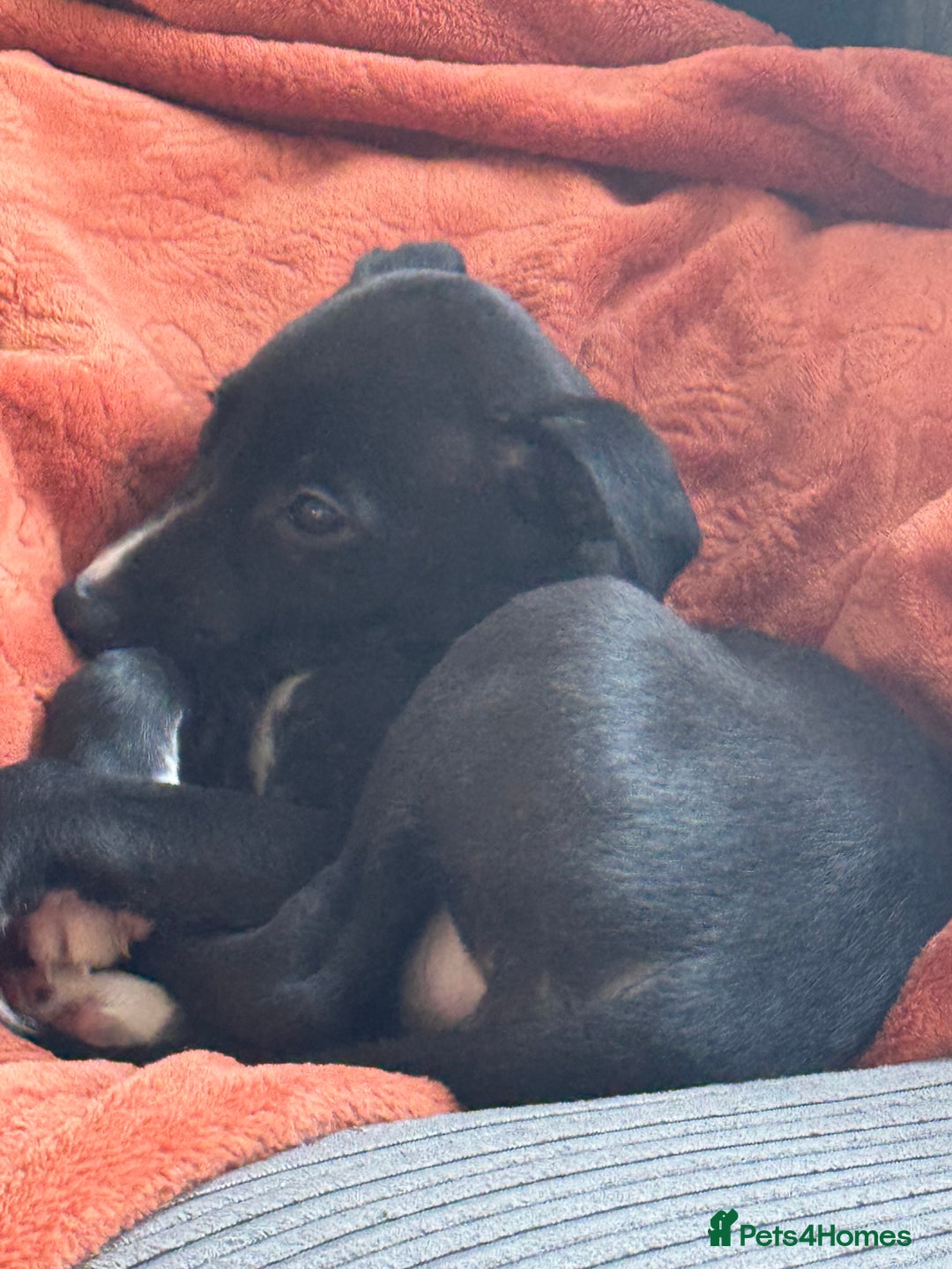 Mixed Breed dogs for sale: Whippet X greyhound female pup - Advert 3