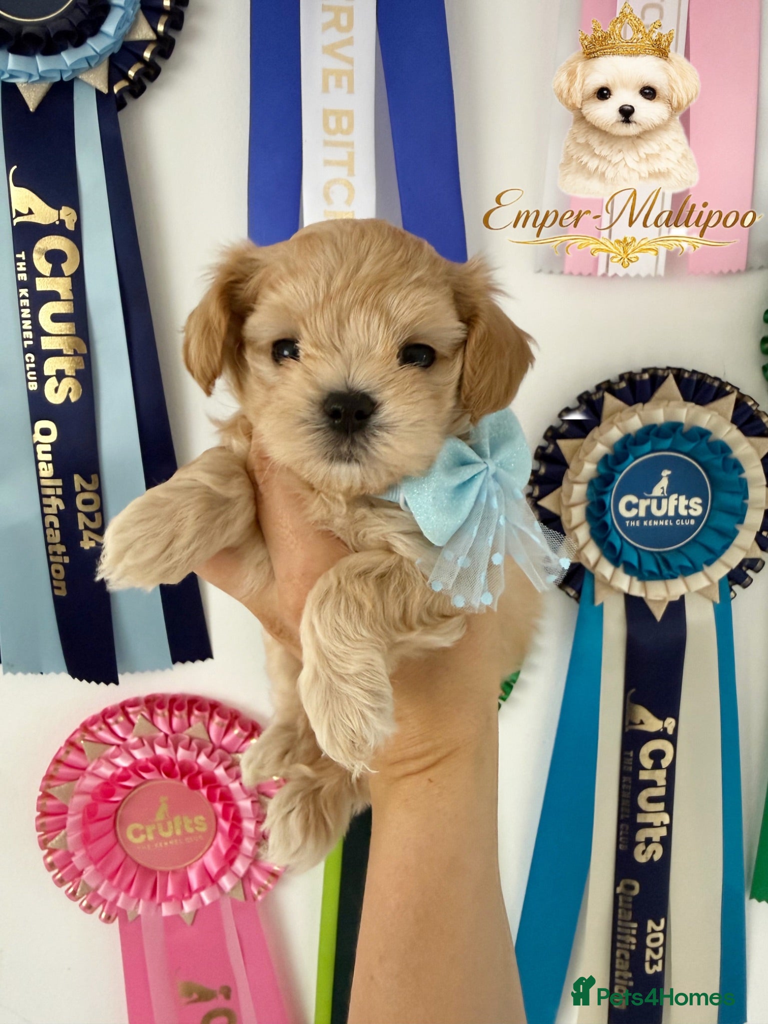 Maltipoo dogs Tiny Teddy Maltipoo- from Asian teddy dad! - Advert 1