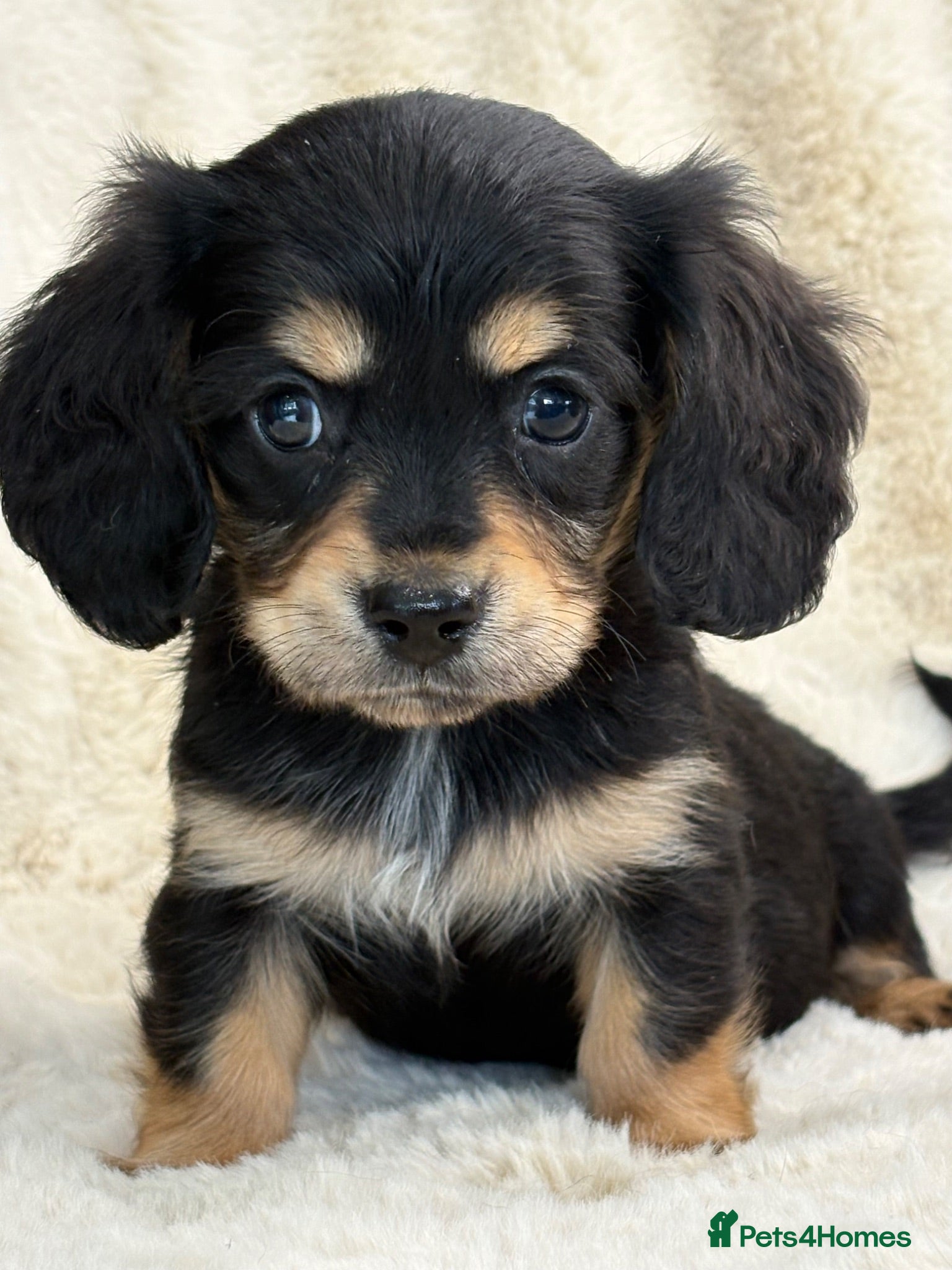 Mixed Breed dogs Gorgeous fluffy Daxi cross puppies  - Advert 1