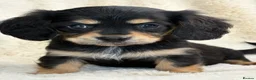 Mixed Breed dogs for sale: Gorgeous fluffy Daxi cross puppies  - Advert 1