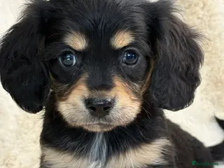 Mixed Breed dogs Gorgeous fluffy Daxi cross puppies - Advert 1