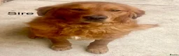 Golden Retriever dogs for sale: Gorgeous red golden retriever puppies  - Advert 3