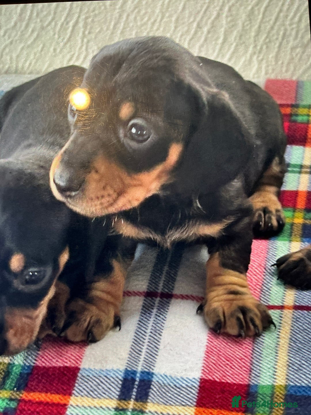 Dachshund dogs for sale: Dachshund - Advert 9