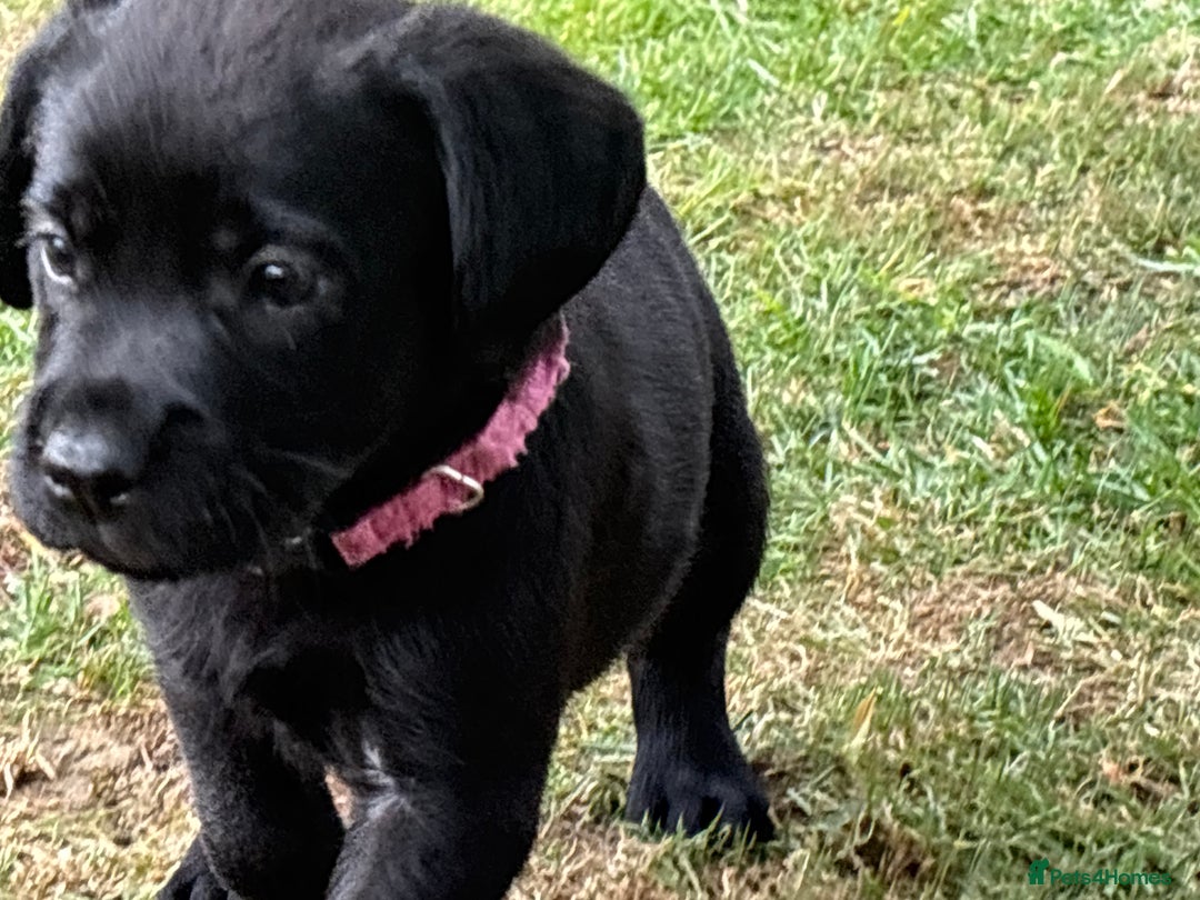 Labrador Retriever dogs for sale: KC reg Labrador puppies handled by children  - Image 9