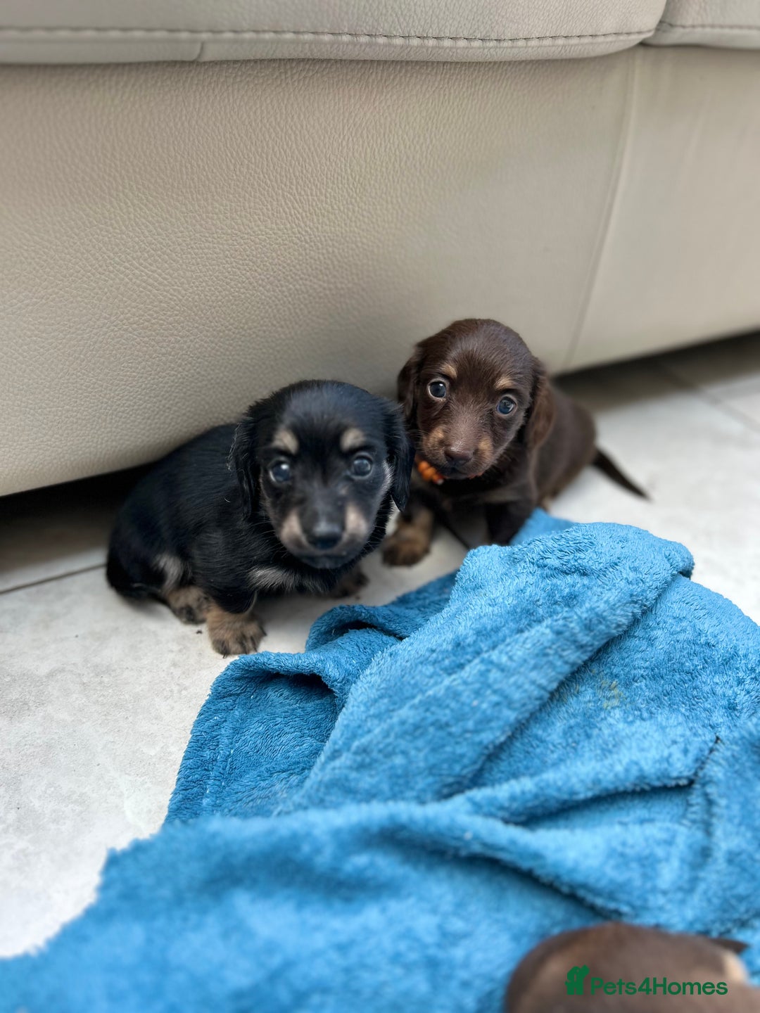 Dachshund dogs for sale: Mini Long-hair dachshund  - Image 11