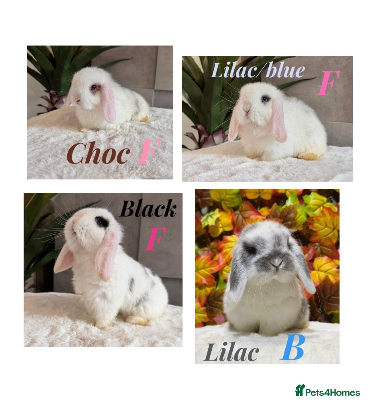 Mini Lop rabbits Minilop babies (friendly & super tame) - Advert 19