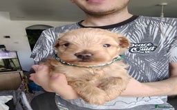 Maltipoo dogs for sale: F1B Toy Maltipoo  - Image 31