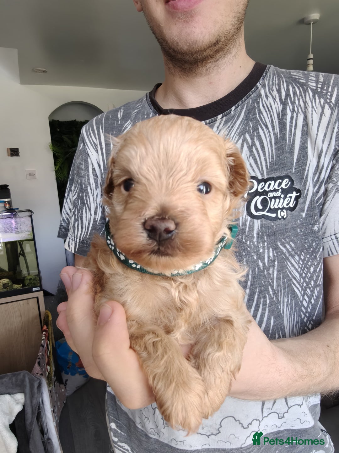 Maltipoo dogs for sale: F1B Toy Maltipoo  - Image 31