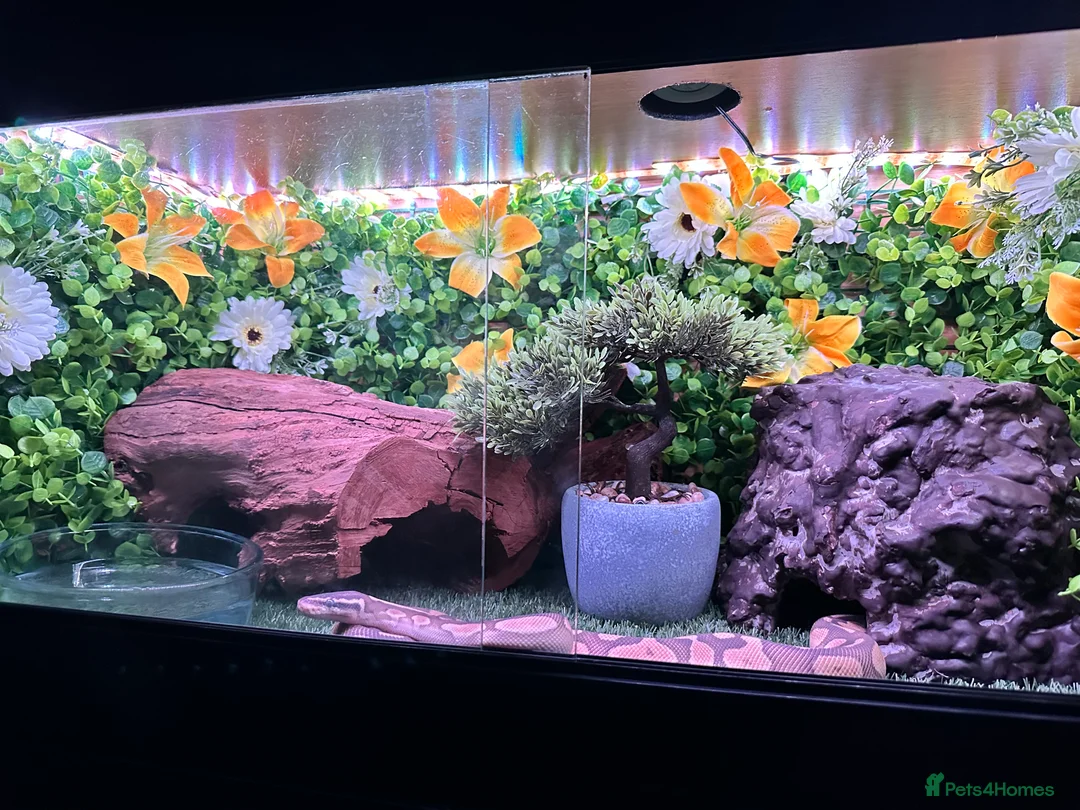 Python Snake reptiles for sale: Ball phyton - Advert 2