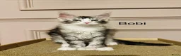 Maine Coon cats for sale: Maine coon polydactyls kittens DNA clear TICA reg - Advert 4
