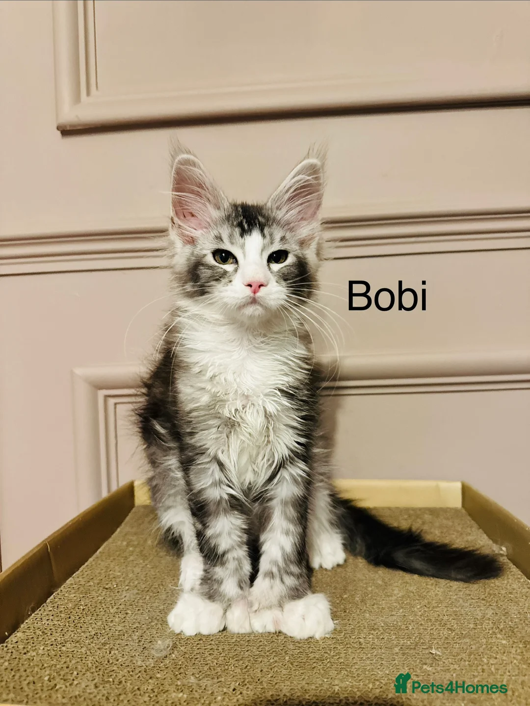 Maine Coon cats for sale: Maine coon polydactyls kittens DNA clear TICA reg - Advert 4