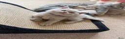 British Shorthair cats for sale: Loving Home-Raised British Shorthair Kittens - Advert 18
