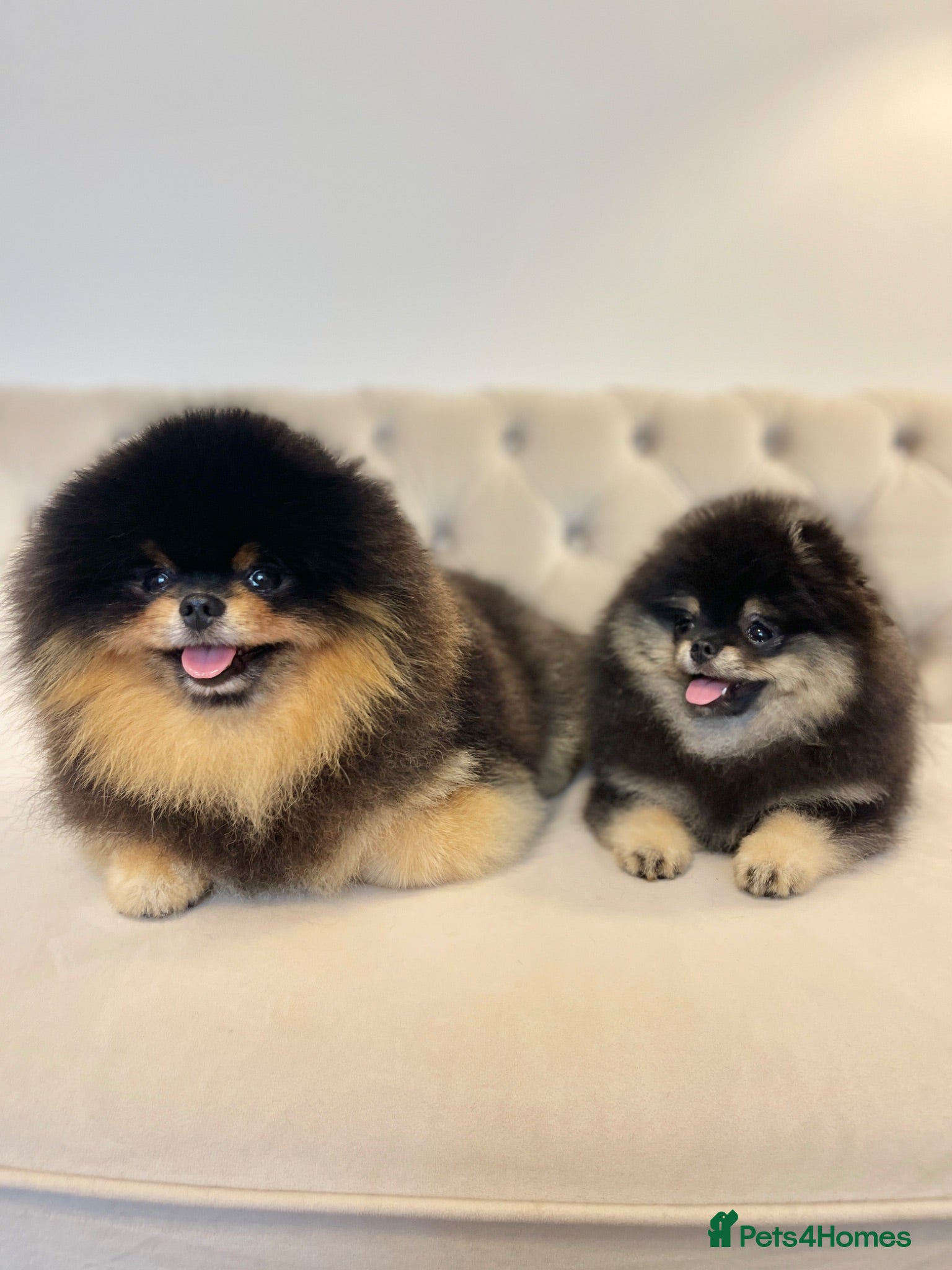 Pomeranian dogs 👑 Exclusive Rare Black & Tan Boy 👑 - Advert 11
