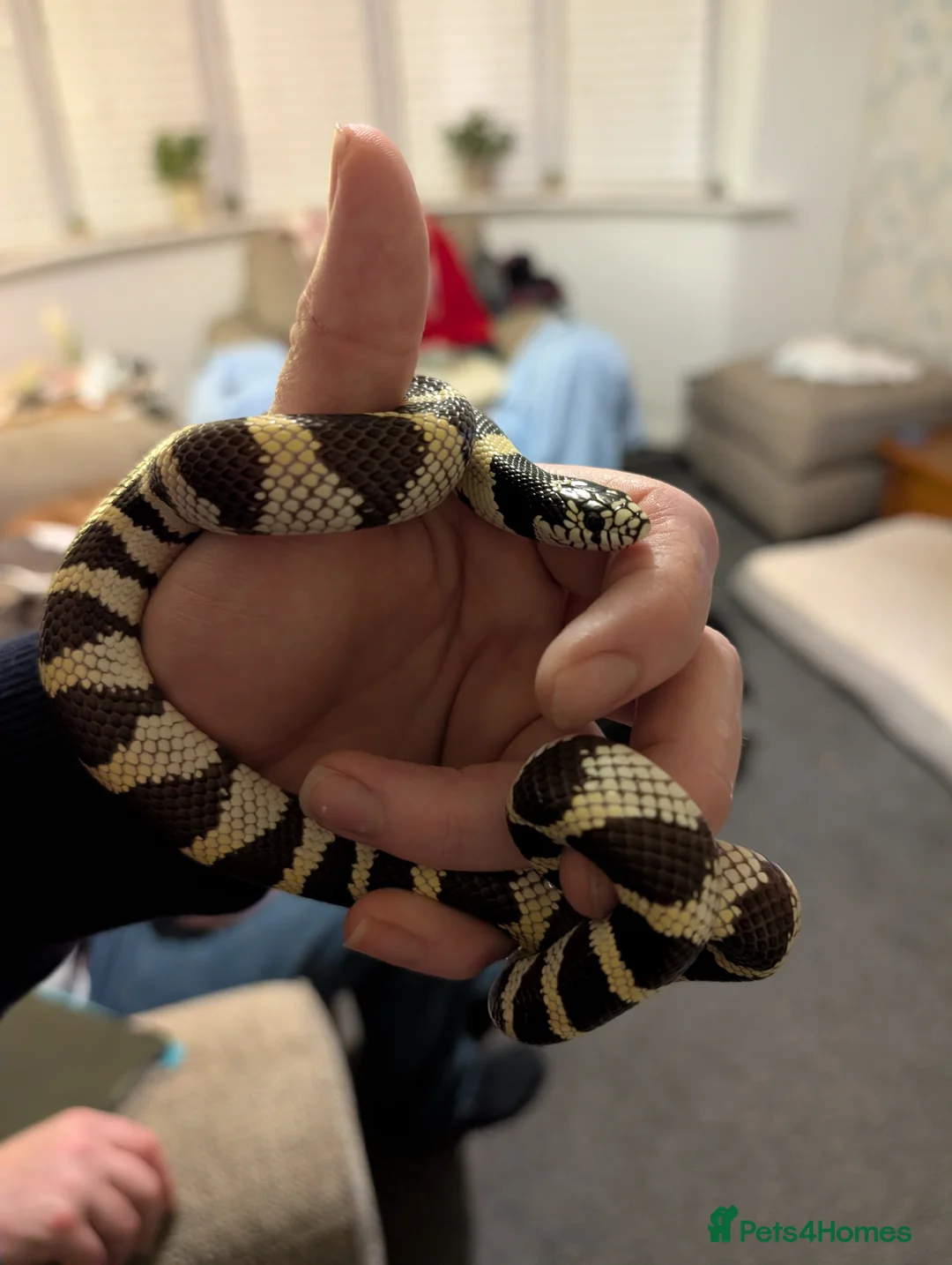 King Snake reptiles for sale: Californian king snake  - Advert 5