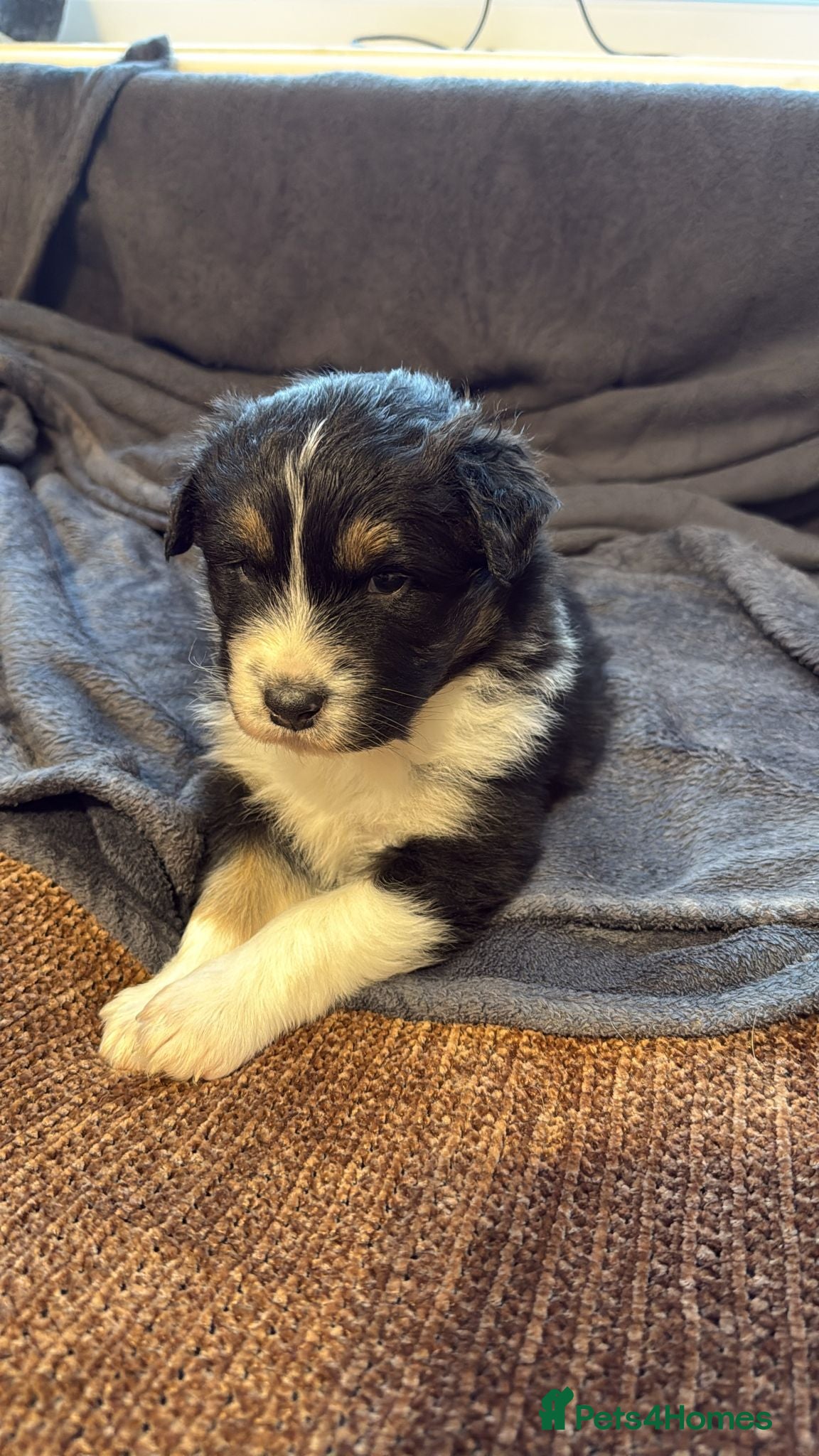 Australian Shepherd dogs 3 Blue Merle Black tri Aussie Puppies - Advert 2