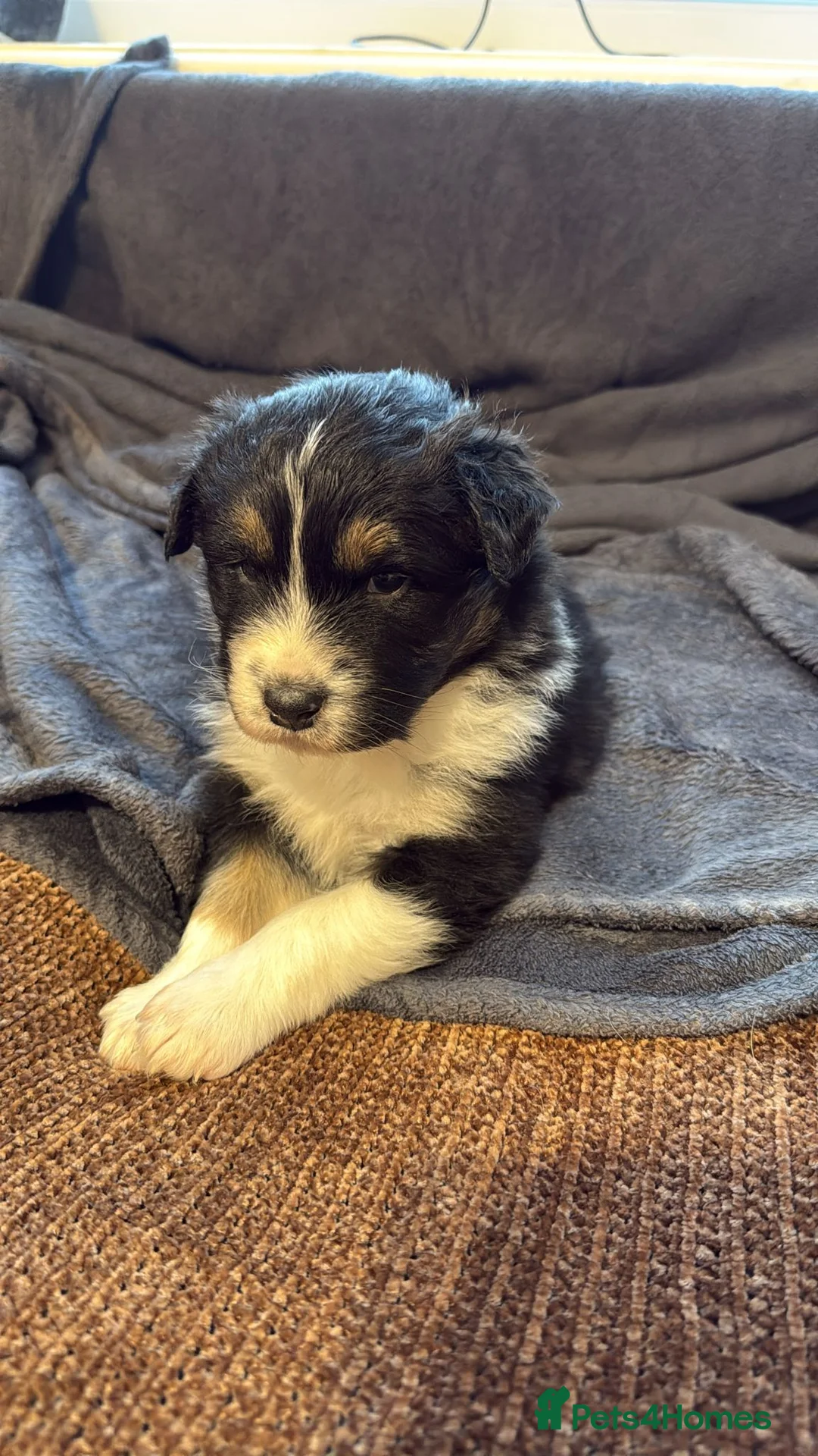 Australian Shepherd dogs for sale: 3 Blue Merle Black tri Aussie Puppies - Advert 2