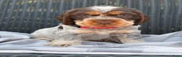 Cocker Spaniel dogs for sale: KC Registered Show Type Cocker Spaniel DNA Tested - Advert 8