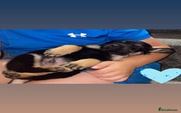 Mixed Breed dogs for sale: Cocker spaniel German Shepherd - Image 5