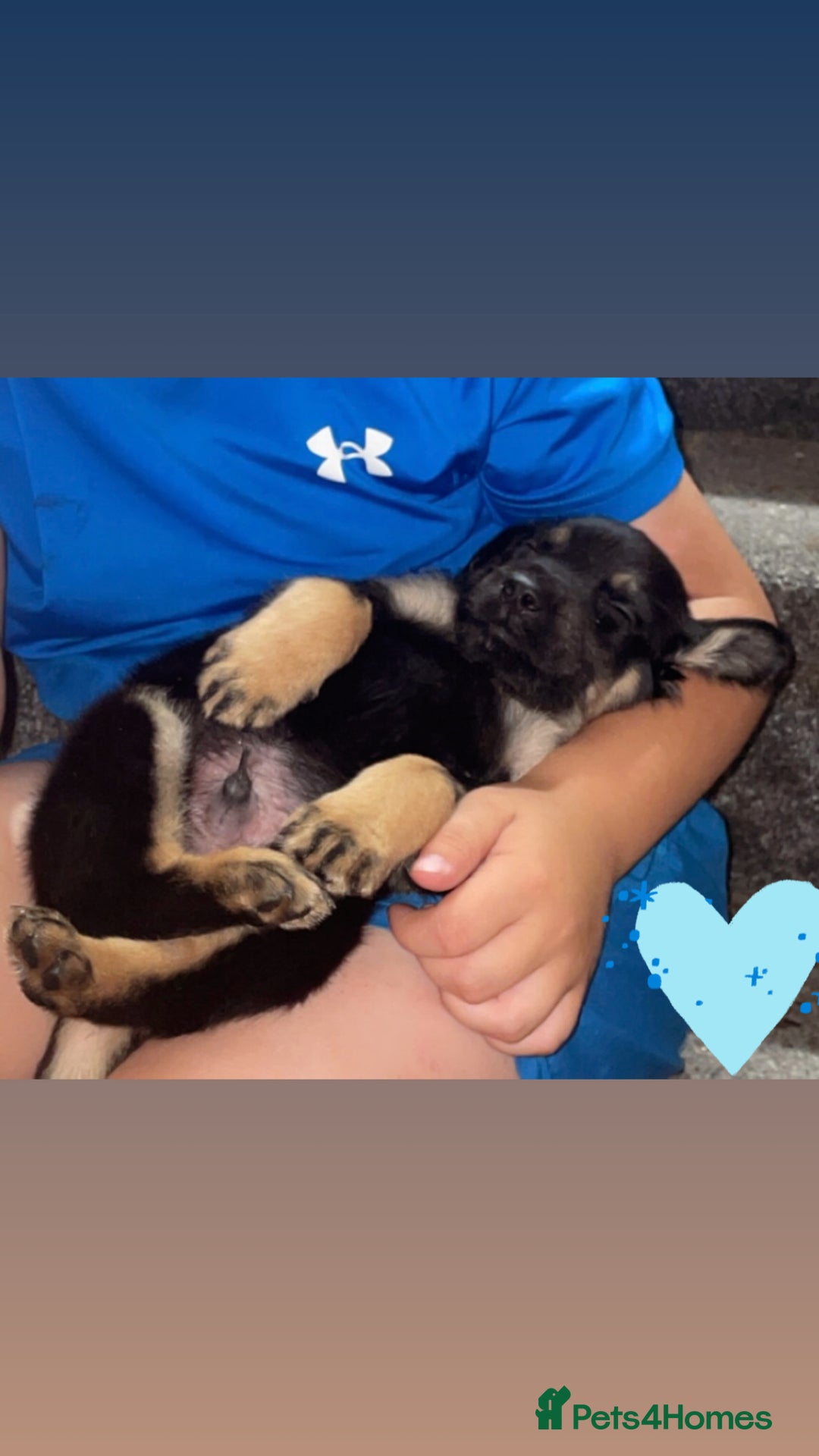 Mixed Breed dogs for sale: Cocker spaniel German Shepherd - Image 5