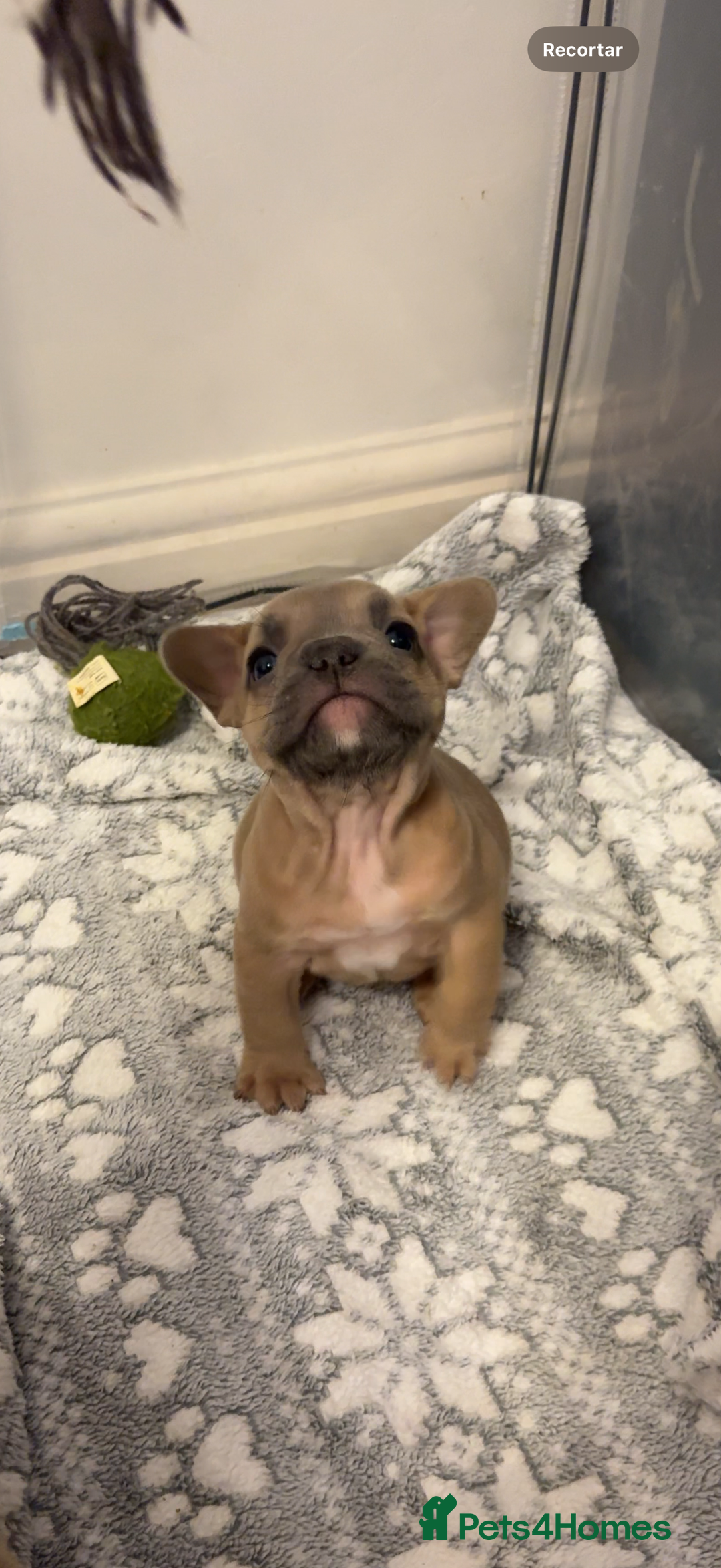 French Bulldog dogs for sale: French bulldog  - Advert 15