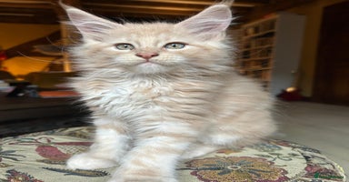 Maine Coon cats - Advert 13