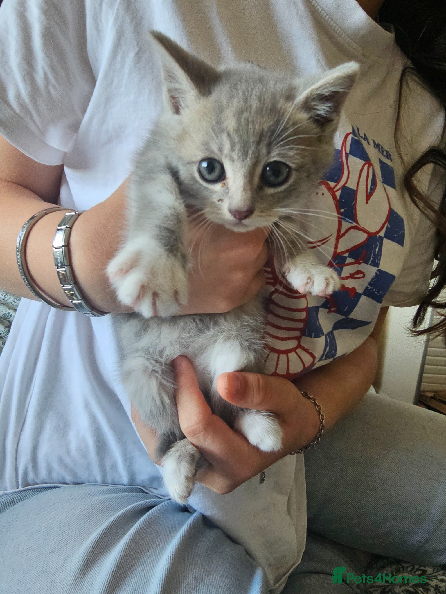 Mixed Breed cats 1 girl gray and 1 boy kitten white - Advert 2