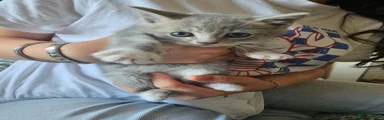 Mixed Breed female kitten