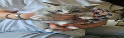 Mixed Breed cats for sale: 1 girl gray and 1 boy kitten white - Advert 1