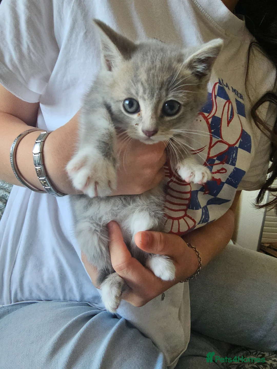 Mixed Breed cats for sale: 1 girl gray and 1 boy kitten white - Advert 1