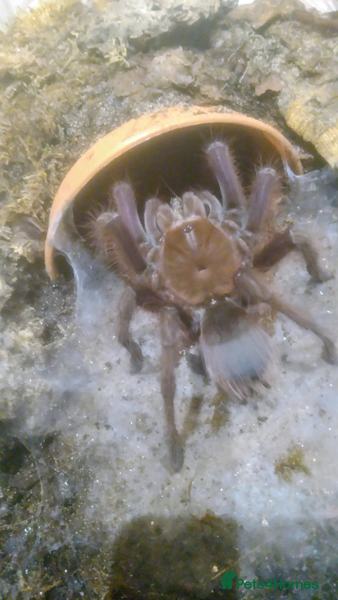 Tarantulas invertebrates for sale: Tarantulas at a reduced price in Salford - Image 2
