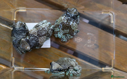 Frog reptiles for sale: For Sale – Amazon Milk Frogs (Proven Breeders) 🐸 - Image 2