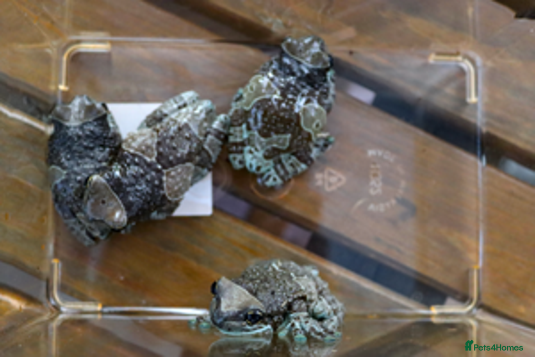Frog reptiles for sale: For Sale – Amazon Milk Frogs (Proven Breeders) 🐸 - Image 2