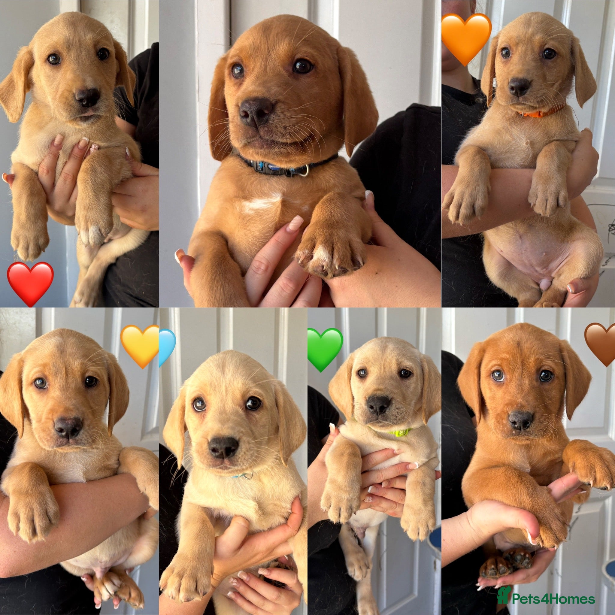 Labrador Retriever dogs Outstanding Labrador Puppies 🐶  - Advert 1