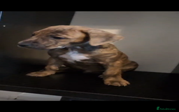 Mixed Breed dogs for sale: Puppies for sale - 8 weeks 29th August! - Image 3