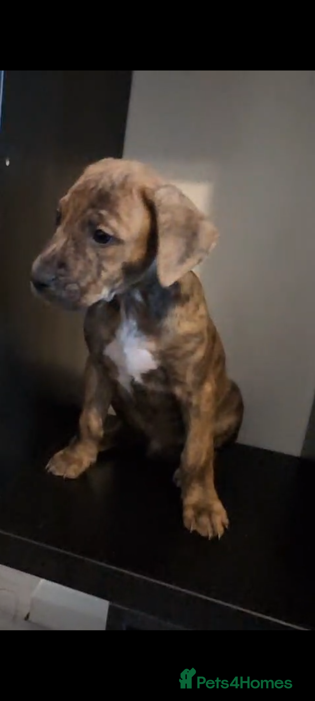 Mixed Breed dogs for sale: Puppies for sale - 8 weeks 29th August! - Image 3