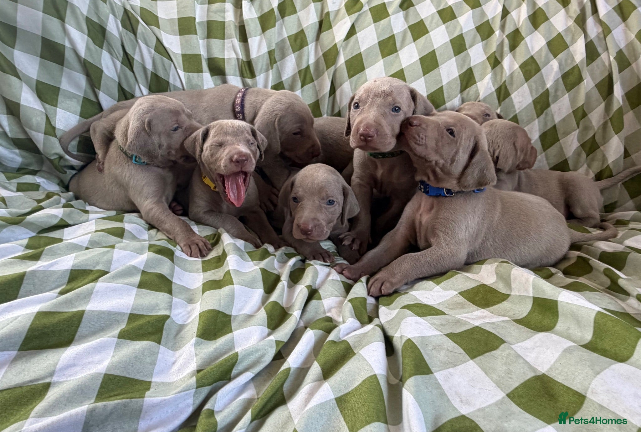 Weimaraner dogs Exceptional KC Registered Weimaraner Puppies - Advert 13
